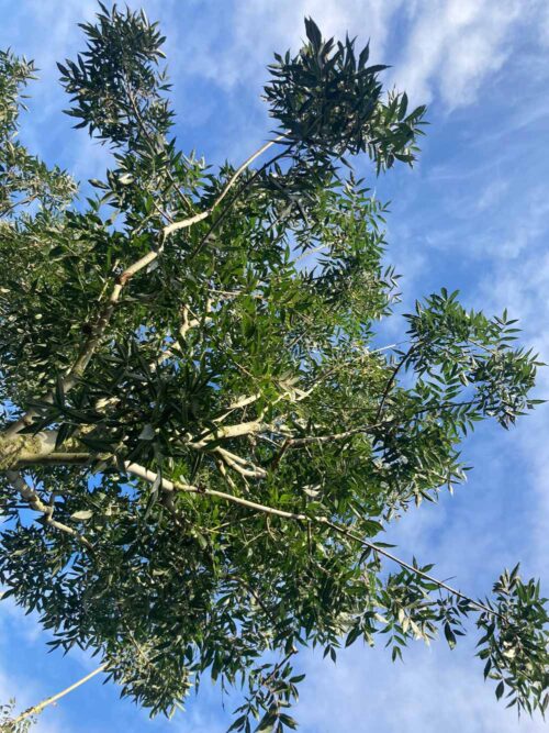 Fraxinus angustifolia ‘Raywood’ - smalbladig ask