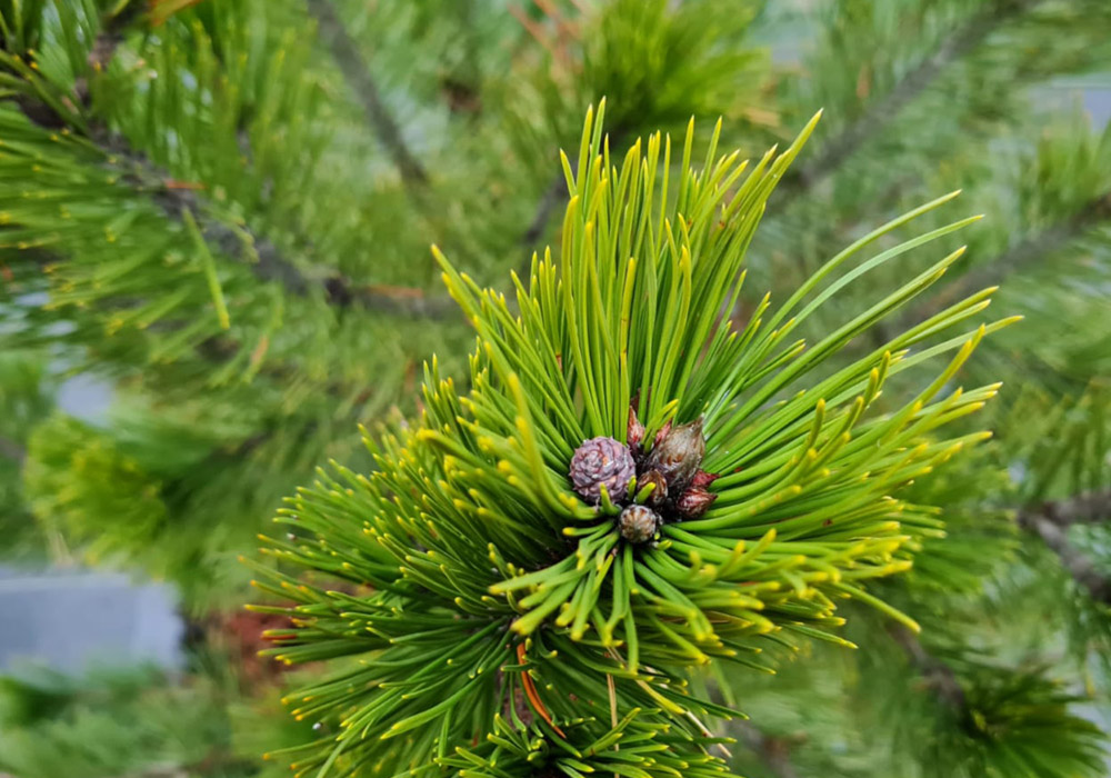 Pinus heldreichii syn. P. leucodermis - ormskinnstall