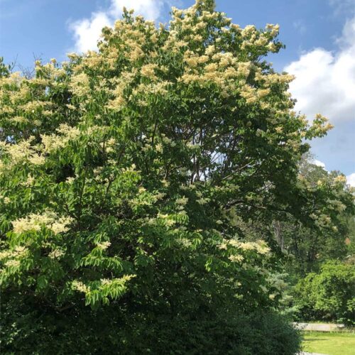 Syringa reticulata 'Ångbåtsängen' E