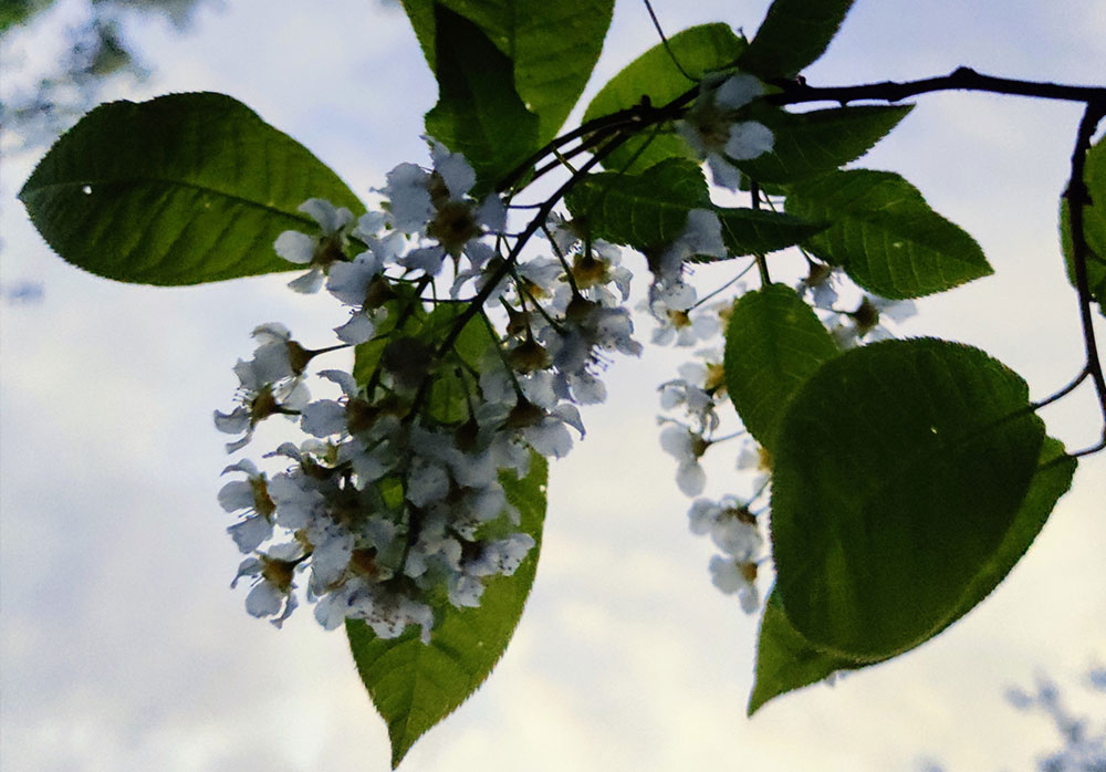Prunus-padus-ultuna-e-blomma