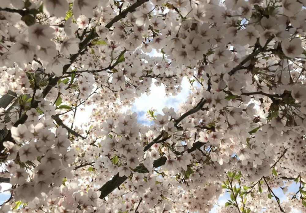 Prunus-shirotae-blommning