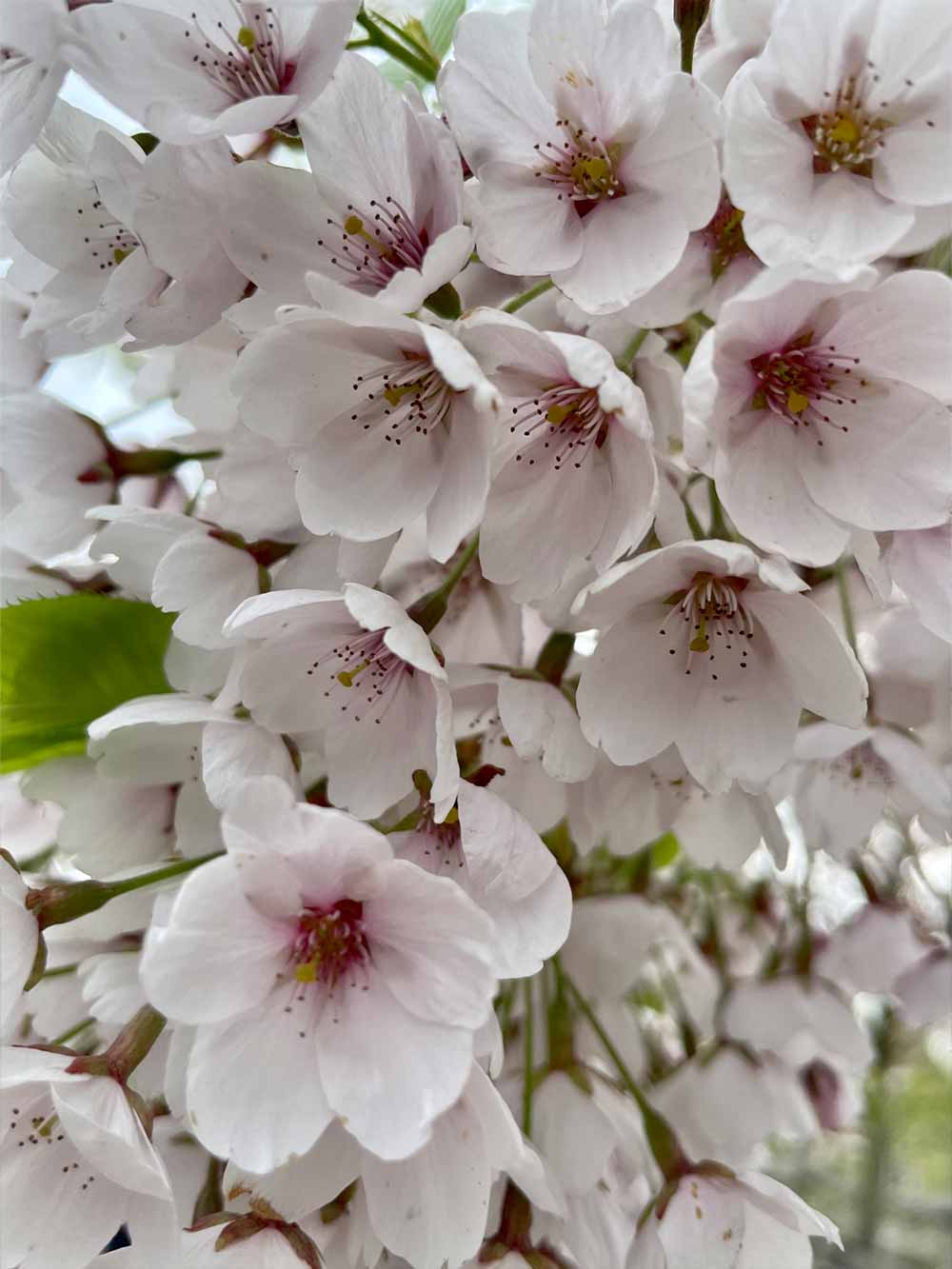 Prunus-x-yedoensis-blommor