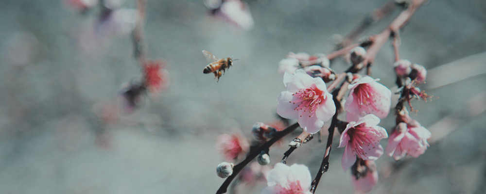 biologisk-mangfald-pollinerare