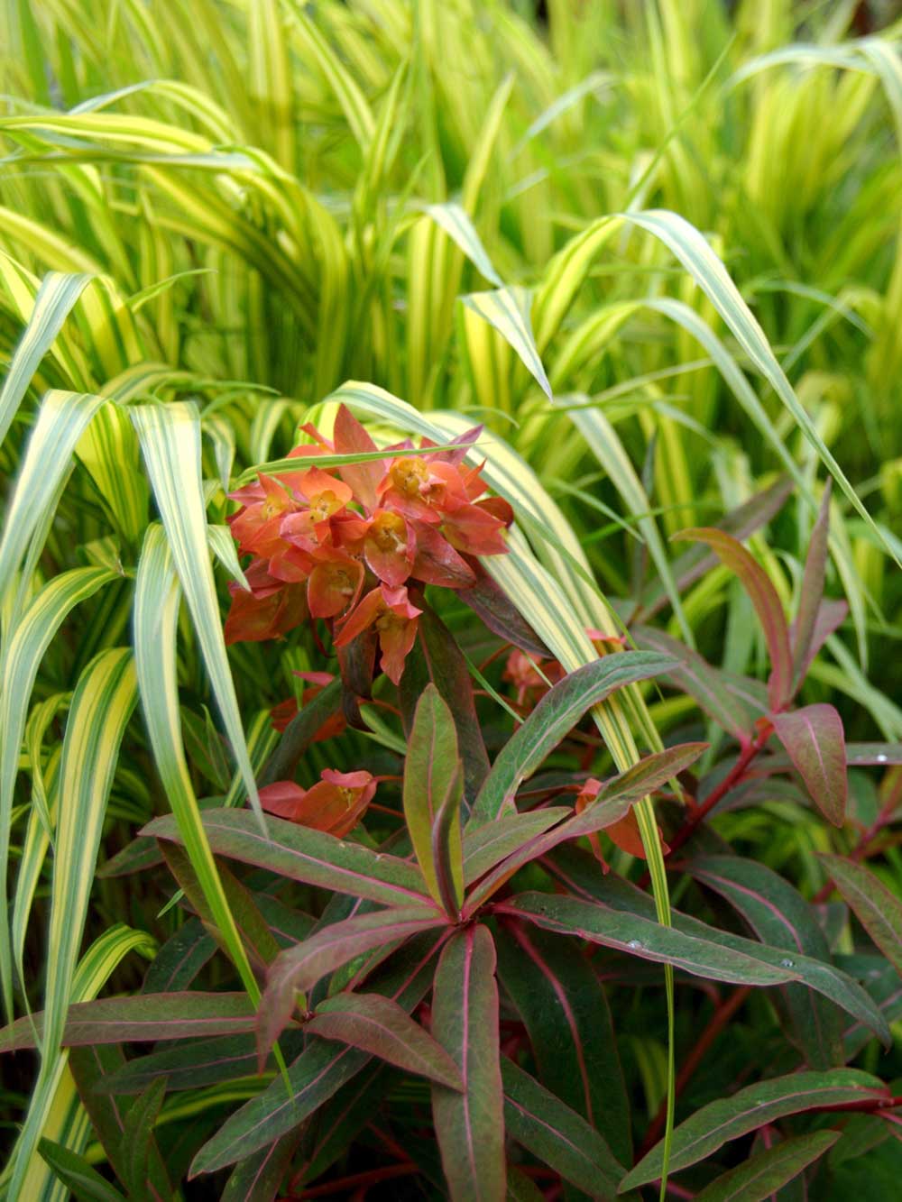 euphorbia-hakonechloa