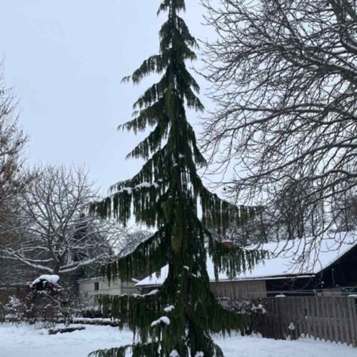 Chamaecyparis nootkatensis ’Pendula’, hängcypress Stångby Plantskola