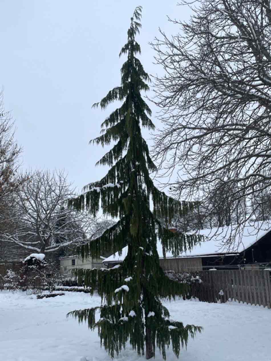 Chamaecyparis nootkatensis ’Pendula’, hängcypress Stångby Plantskola