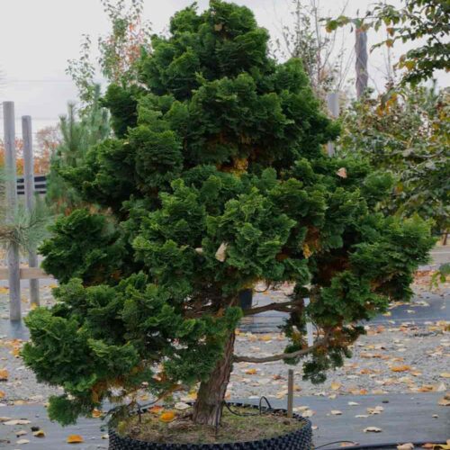 Chamaecyparis obtusa ’Nana Gracilis’, japansk ädelcypress Stångby Plantskola