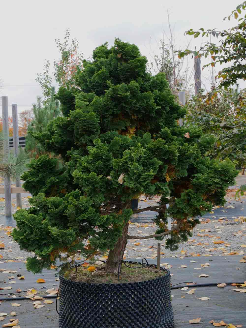 Chamaecyparis obtusa ’Nana Gracilis’, japansk ädelcypress Stångby Plantskola