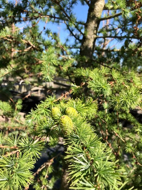 Larix kaempferi - japansk lark