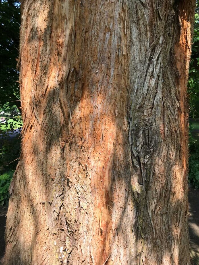 Metasequoia glyptostroboides kinesisk - sekvoja
