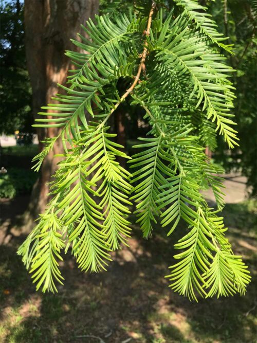 Metasequoia glyptostroboides kinesisk - sekvoja