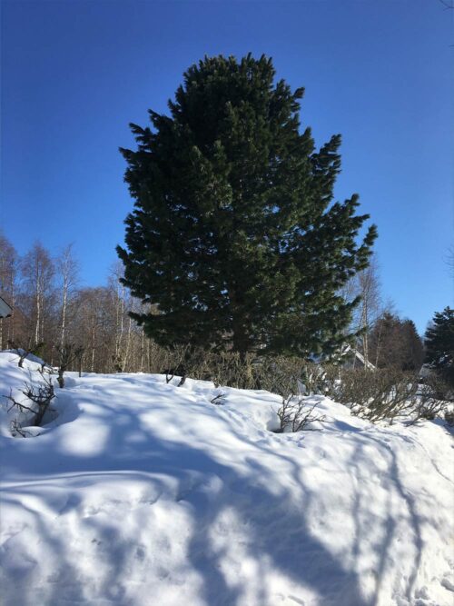 Pinus cembra - cembratall