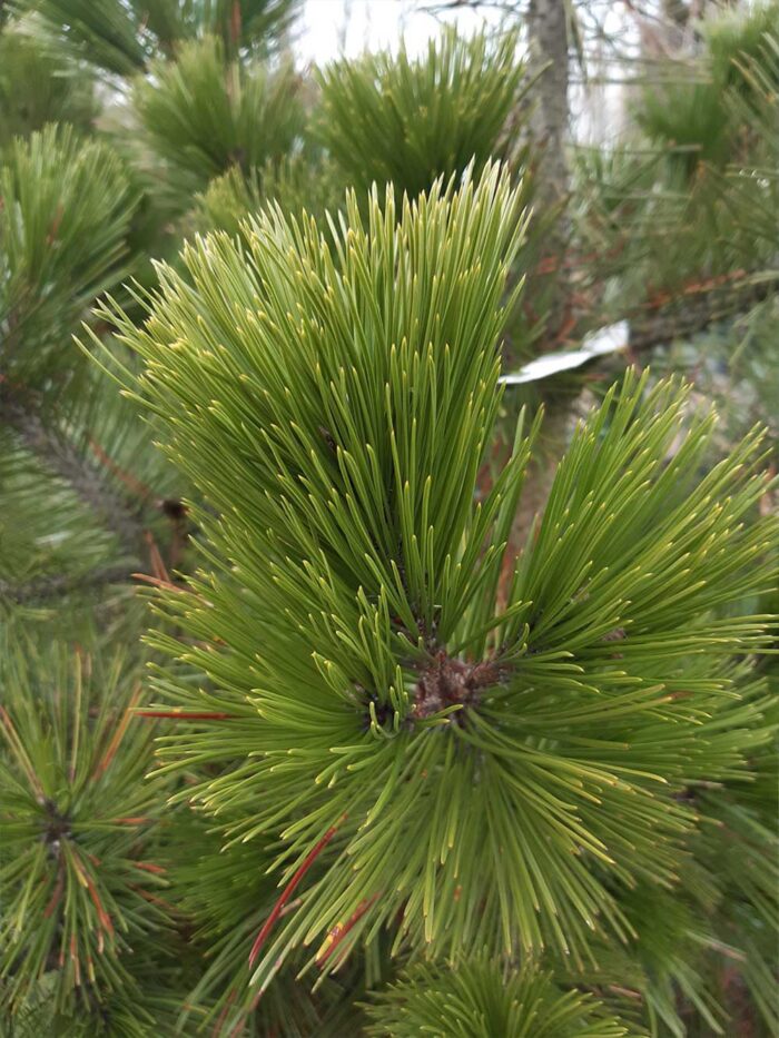 Pinus heldreichii - ormskinnstall