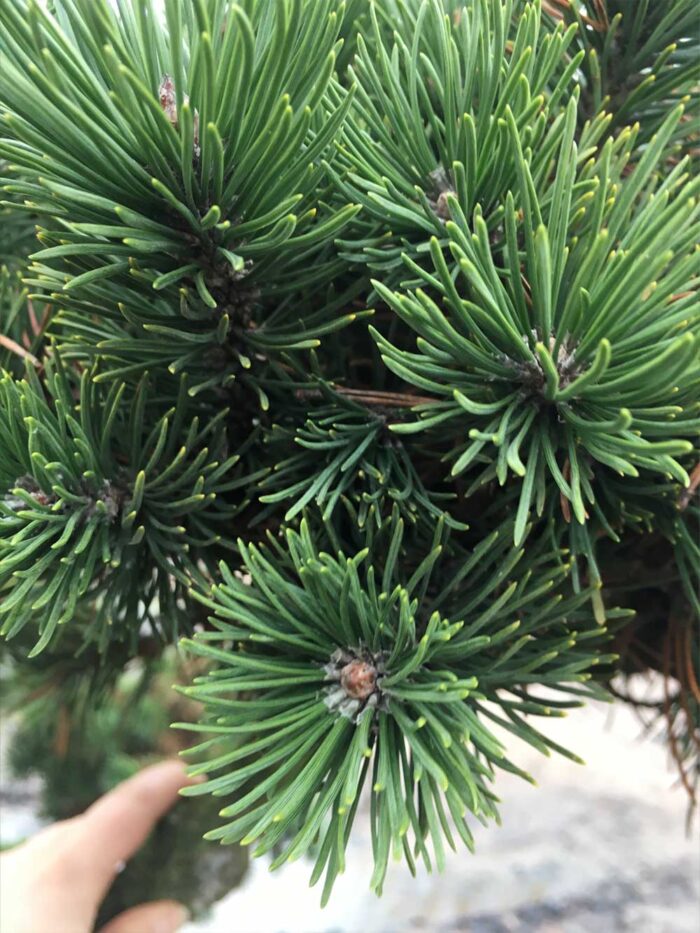 Pinus mugo - bergtall
