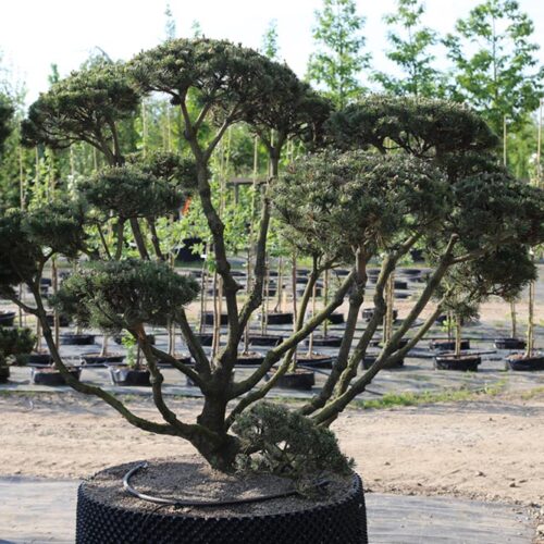 Pinus mugo - bergtall