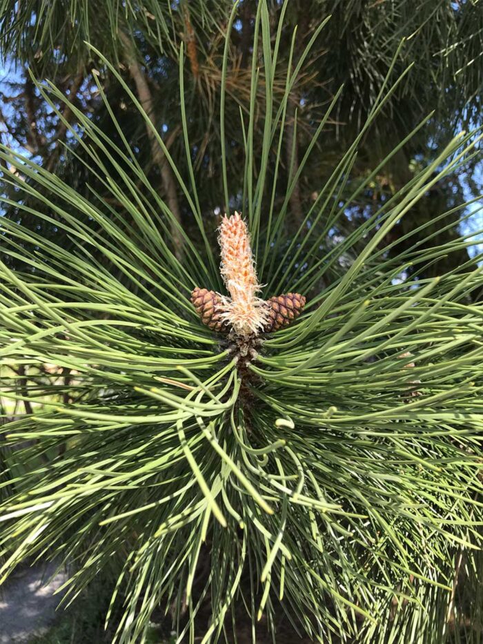 Pinus nigra ssp Nigra - svarttall