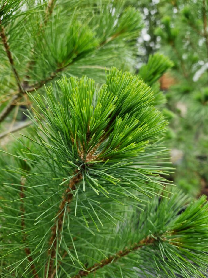 Stångby Plantskola sortiment. Pinus peuce - makedonisk tall.