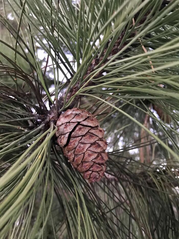 Pinus ponderosa - gultall