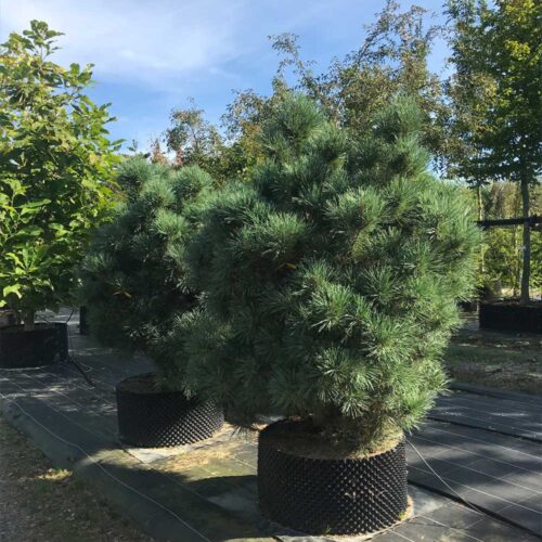 Pinus sylvestris watereri - miniatyrtall