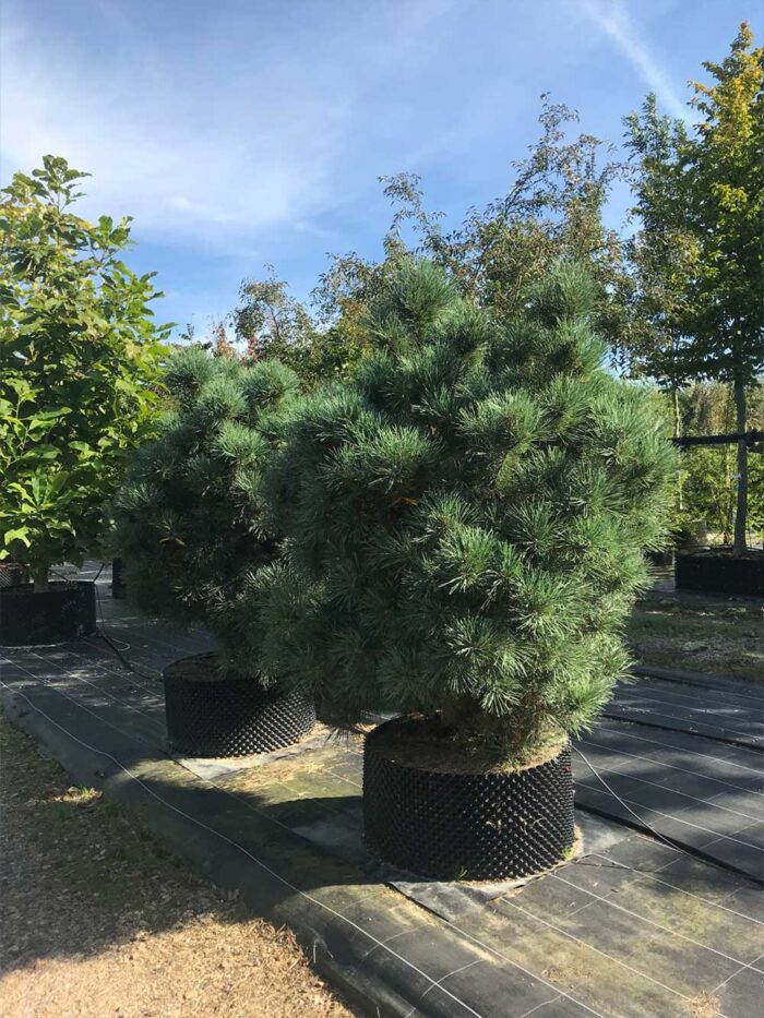 Pinus sylvestris watereri - miniatyrtall