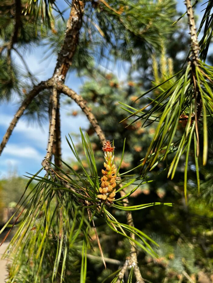 Stångby Plantskola sortiment. Pinus sylvestris - tall.