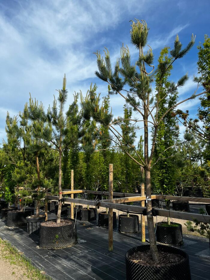 Stångby Plantskola sortiment. Pinus sylvestris - tall.