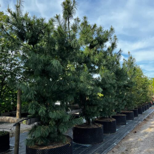 Stångby Plantskola sortiment. Pinus x schwerinii - hybridtall.