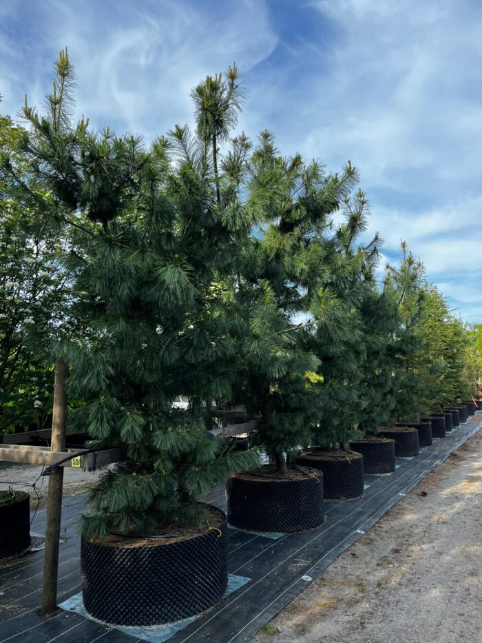 Stångby Plantskola sortiment. Pinus x schwerinii - hybridtall.
