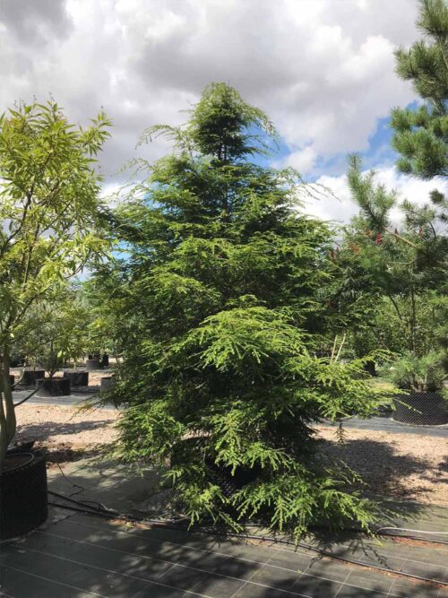 Tsuga-canadensis-hemlock