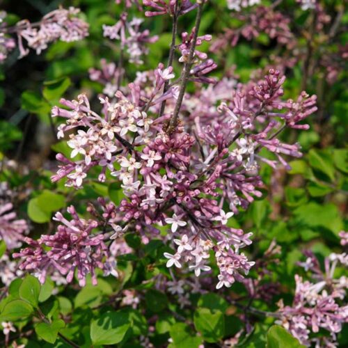 Syringa meyeri 'Palibin' - dvärgsyren Stångby Plantskola Försommarfavorit