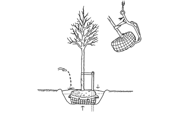 Stångby plantskola. Råd och tips. Plantering av barrotade träd.