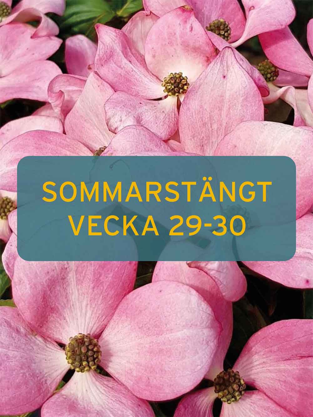Stångby Plantskola. Nyhetsbrev. Sommartstängt 2023 vecka 29-30.