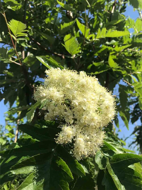 Sorbus X Thuringiaca Fastigiata E St Ngby Plantskola