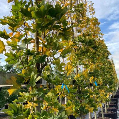 Acer platanoides ’RAKET’ E, skogslönn - Stångby Plantskola