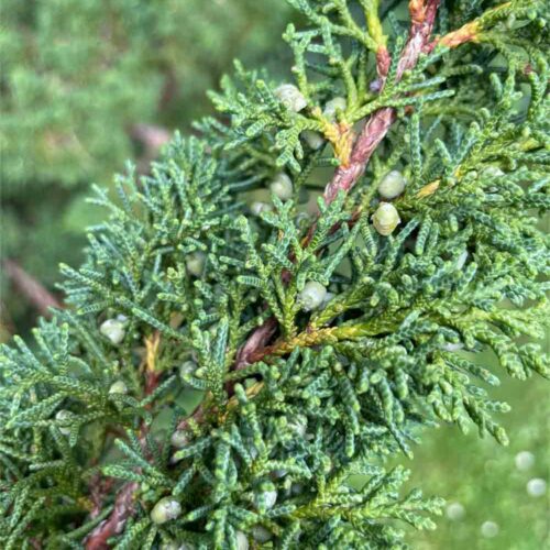 Juniperus chinensis Blaauw- kinesisk en Stångby plantskola trädporträtt
