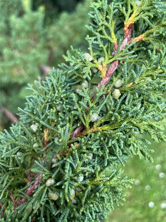 Juniperus chinensis Blaauw- kinesisk en Stångby plantskola trädporträtt