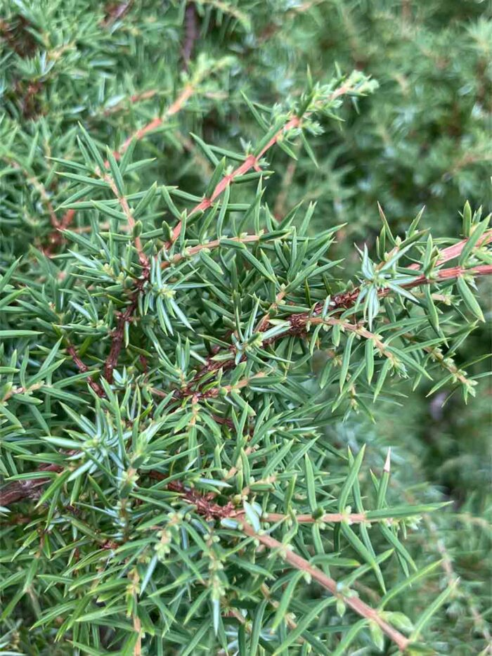 Juniperus communis Farvill E - eplanta - en Stångby Plantskola Trädporträtt
