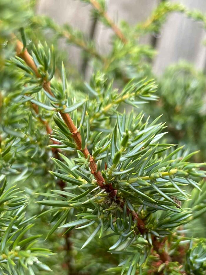 Juniperus communis repanda - en. Stångby Plantskola trädporträtt