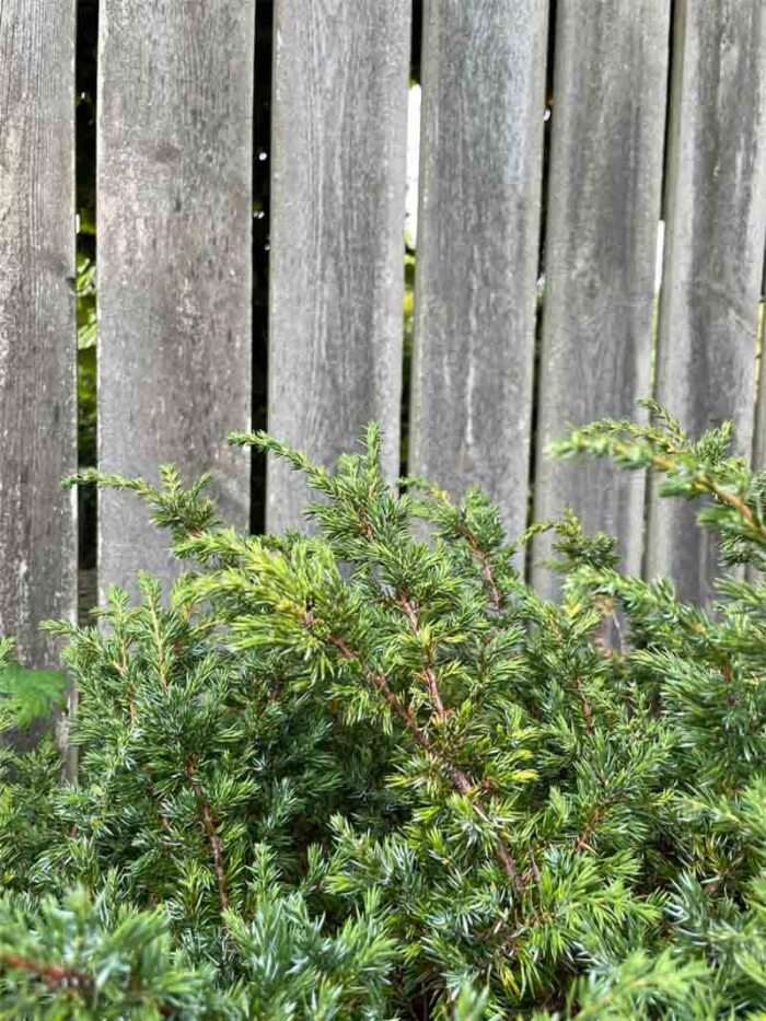Juniperus communis repanda - en. Stångby Plantskola trädporträtt