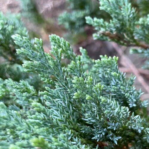 Juniperus horizontalis 'Wiltonii' - amerikansk kryp-en - stångby plantskola trädporträtt