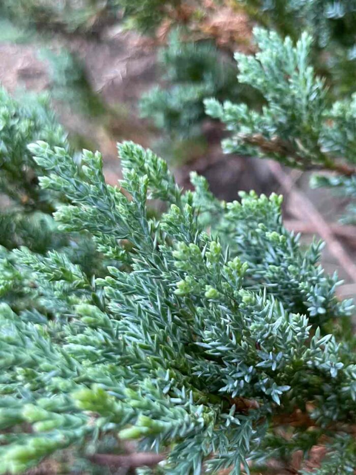 Juniperus horizontalis 'Wiltonii' - amerikansk kryp-en - stångby plantskola trädporträtt