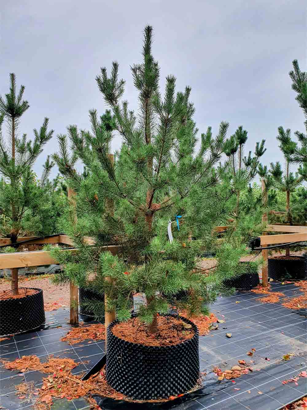 Pinus sylvestris fk Veikonmäki - tall. Inhemsk. Stångby Plantskola sortiment