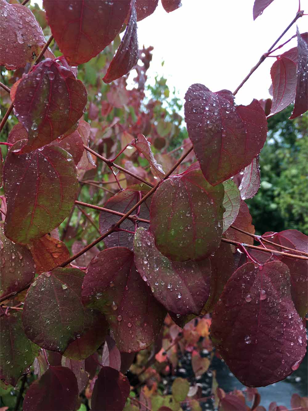 Cercidiphyllum japonicum fk GÖTEBORG E - katsura