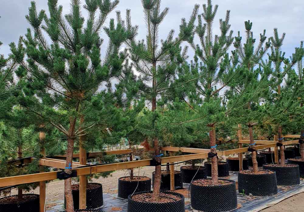 Pinus sylvestris fk Veikonmäki - tall. Inhemsk. Stångby Plantskola sortiment