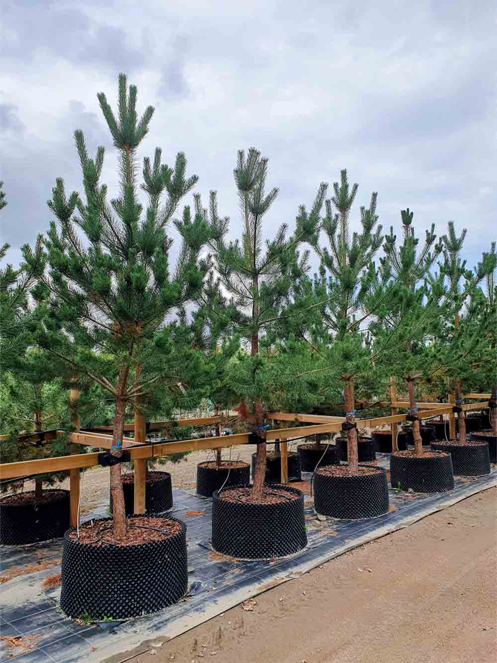 Pinus sylvestris fk Veikonmäki - tall. Inhemsk. Stångby Plantskola sortiment