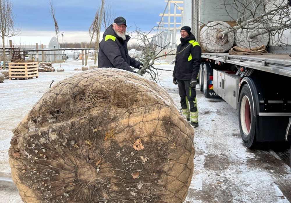 Klumpsäsong Träd 2024