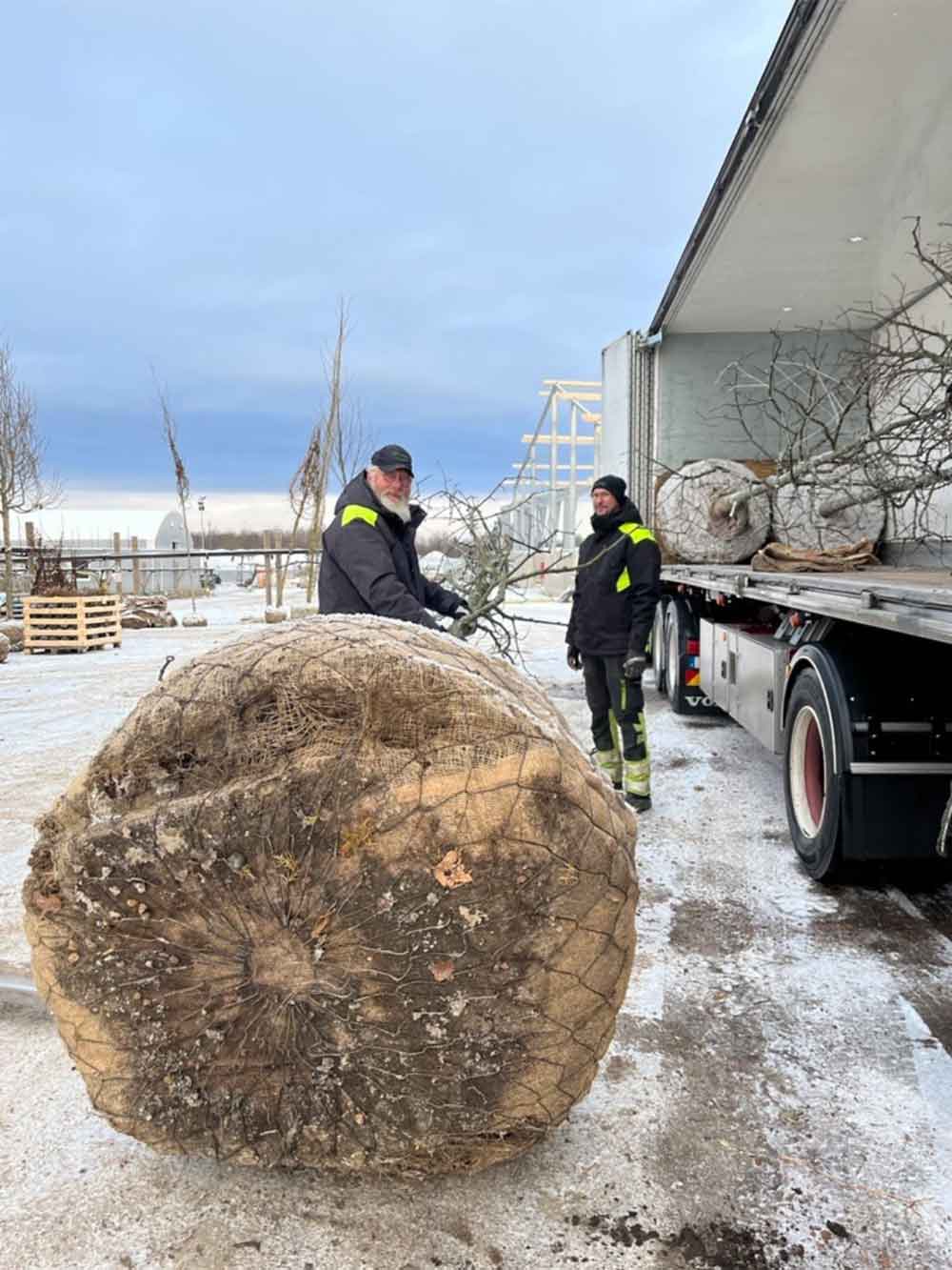 Klumpsäsong Träd 2024