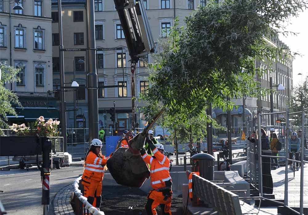 Trädplantering och trädets vikt, Stångby Nyheter