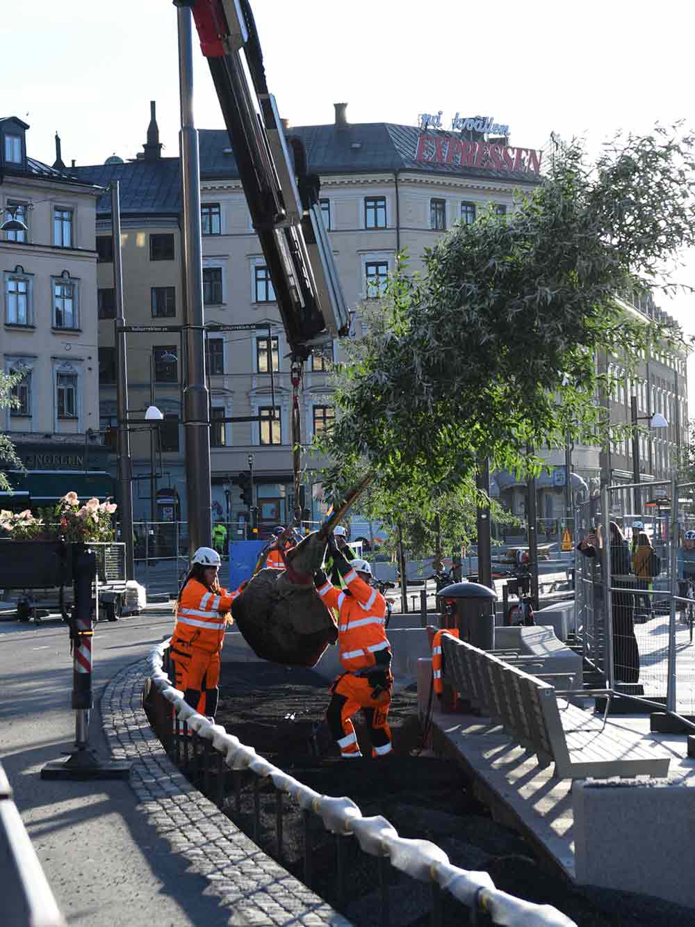 Trädplantering och trädets vikt, Stångby Nyheter