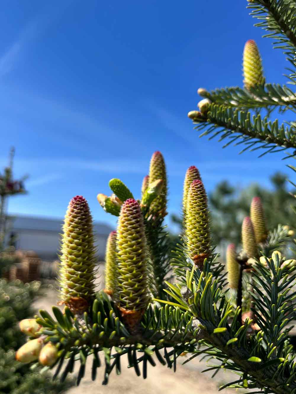 Abies koreana Fk Punkaharju - koreagran. Stångby plantskola